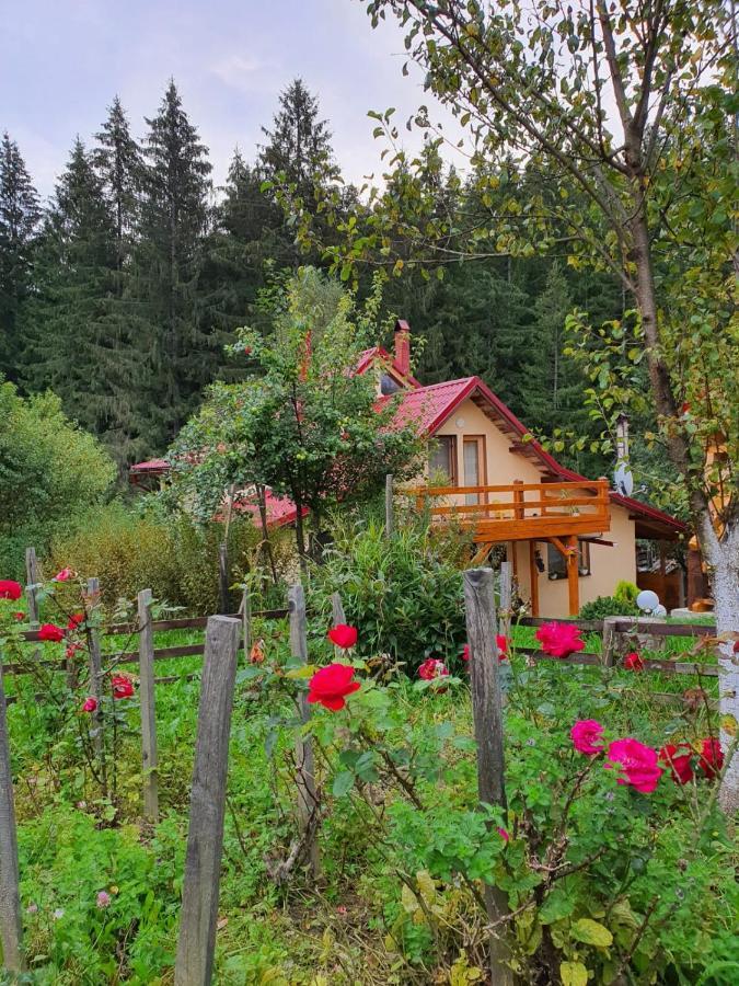 Forest Vibes Spa Cîmpu lui Neag Zewnętrze zdjęcie