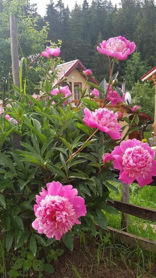 Forest Vibes Spa Cîmpu lui Neag Zewnętrze zdjęcie