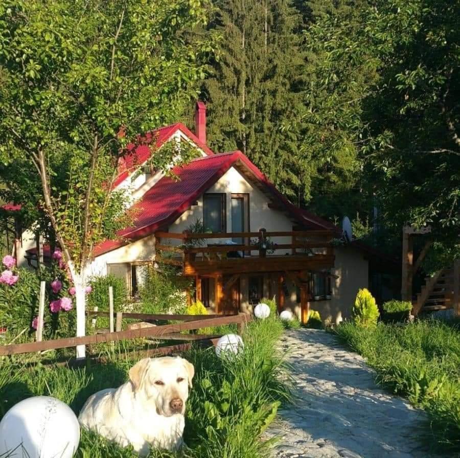 Forest Vibes Spa Cîmpu lui Neag Zewnętrze zdjęcie