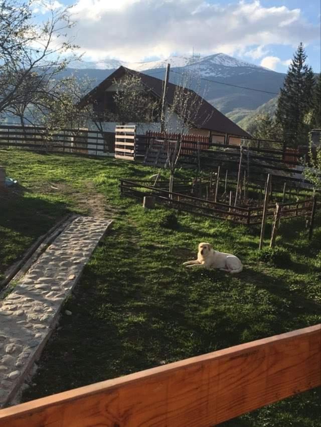 Forest Vibes Spa Cîmpu lui Neag Zewnętrze zdjęcie