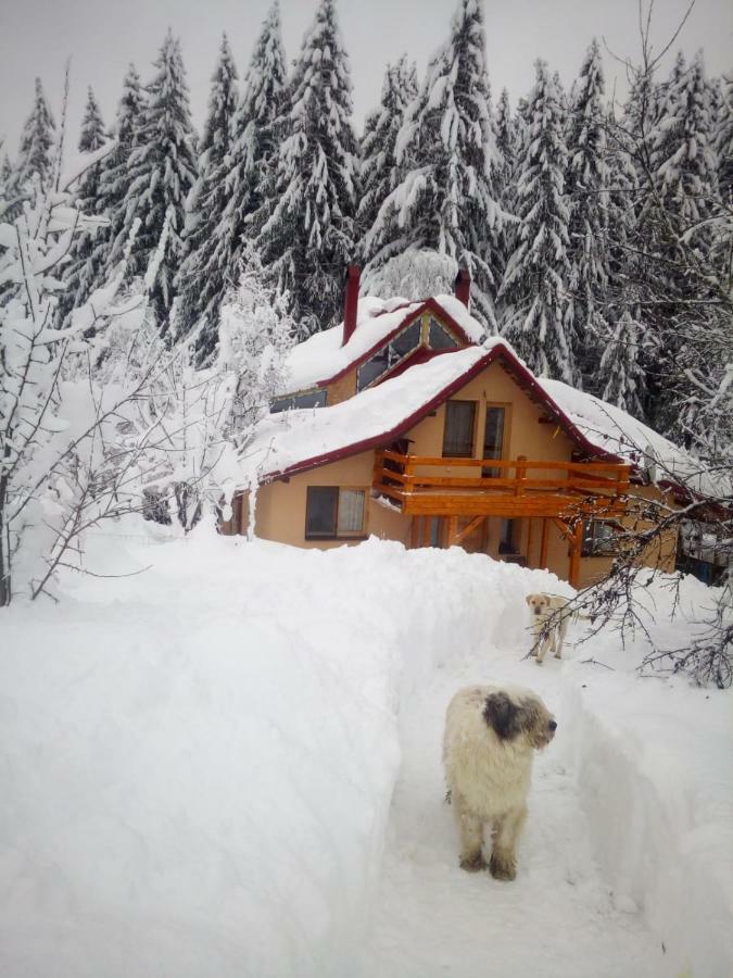 Forest Vibes Spa Cîmpu lui Neag Zewnętrze zdjęcie