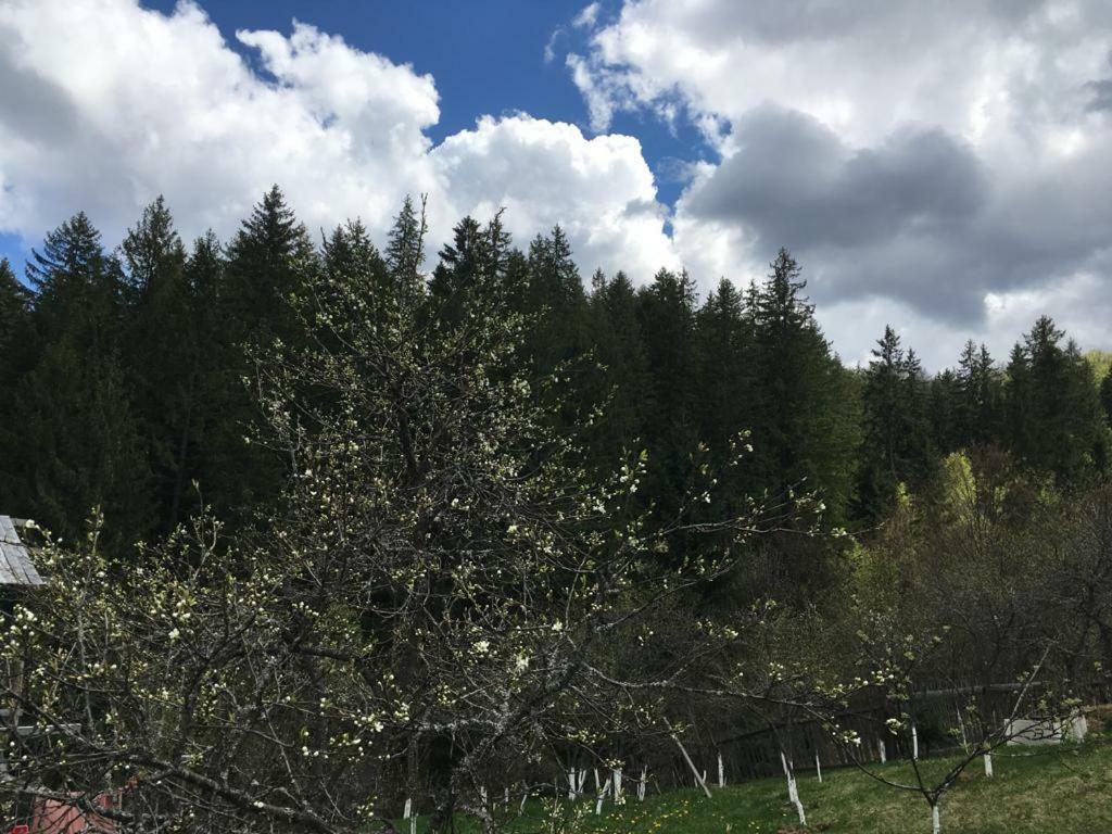 Forest Vibes Spa Cîmpu lui Neag Zewnętrze zdjęcie